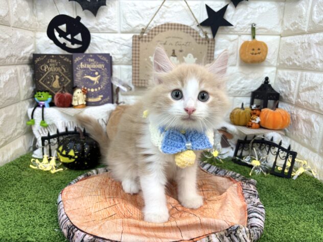 兵庫県のノルウェージャンフォレストキャット (ワンキャラット アミーゴ姫路花田店/2026年7月16日生まれ/男の子/クリームタビーホワイト)の子猫の2枚目の画像
