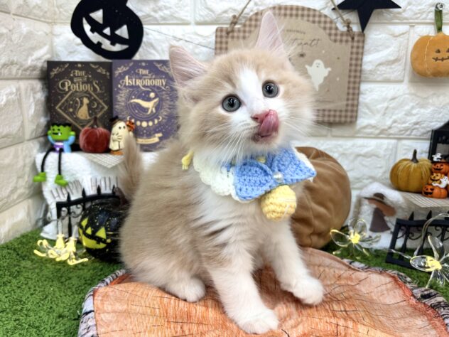 兵庫県のノルウェージャンフォレストキャット (ワンキャラット アミーゴ姫路花田店/2026年7月16日生まれ/男の子/クリームタビーホワイト)の子猫の4枚目の画像