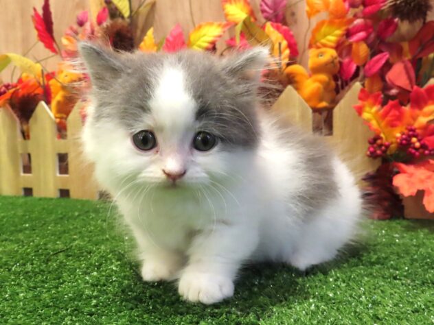 兵庫県のマンチカン (アミーゴ伊丹店/2026年7月23日生まれ/男の子/ブルーホワイト)の子猫の1枚目の画像
