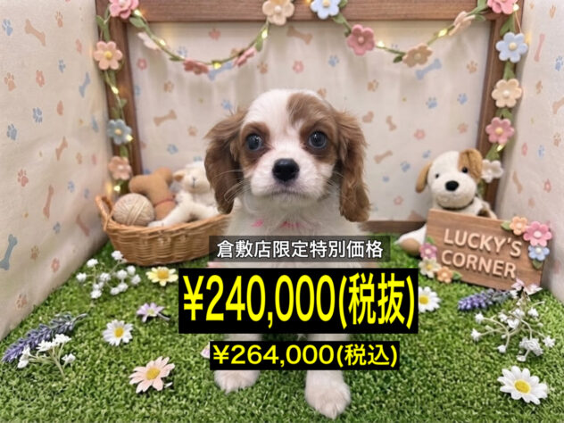 岡山県のキャバリアキングチャールズスパニエル (アミーゴ倉敷店/2026年6月18日生まれ/女の子/ブレンハイム)の子犬