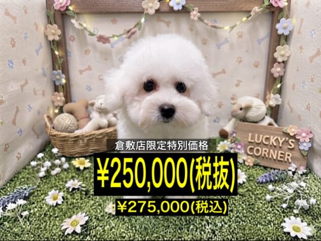 岡山県のビションフリーゼ (アミーゴ倉敷店/2026年6月6日生まれ/女の子/ホワイト)の子犬