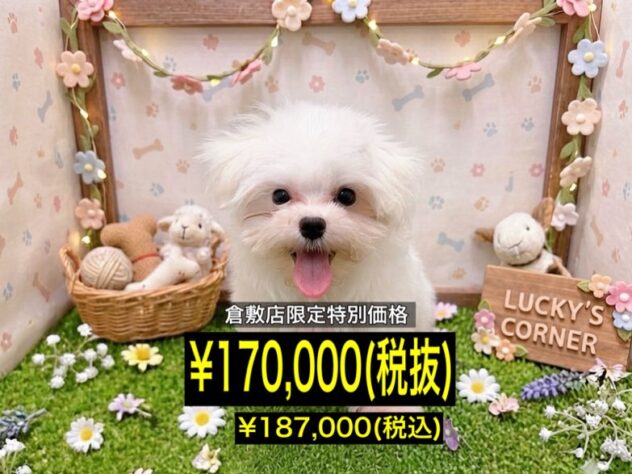 岡山県のマルチーズ (アミーゴ倉敷店/2026年4月5日生まれ/女の子/ホワイト)の子犬