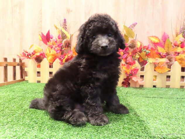 兵庫県のトイプードル(トイ) (アミーゴ伊丹店/2026年7月30日生まれ/男の子/グレー)の子犬の1枚目の画像