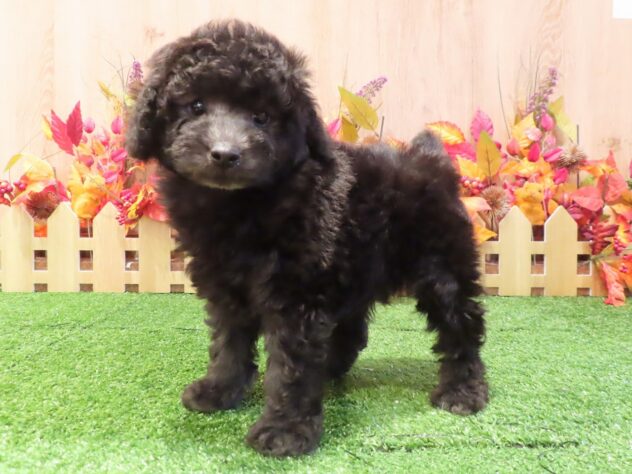 兵庫県のトイプードル(トイ) (アミーゴ伊丹店/2026年7月30日生まれ/男の子/グレー)の子犬の2枚目の画像