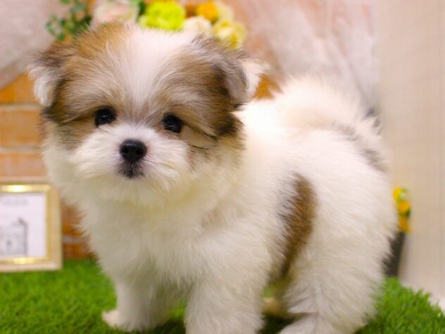 兵庫県のハーフ犬・ミックス犬 (ペット・プラザ アミーゴ三田店/2026年7月22日生まれ/男の子/パーティーカラー)の子犬の3枚目の画像