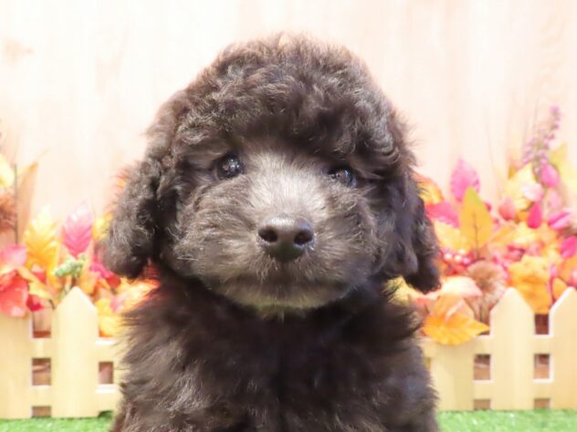 兵庫県のトイプードル(トイ) (アミーゴ伊丹店/2026年7月30日生まれ/男の子/グレー)の子犬の3枚目の画像