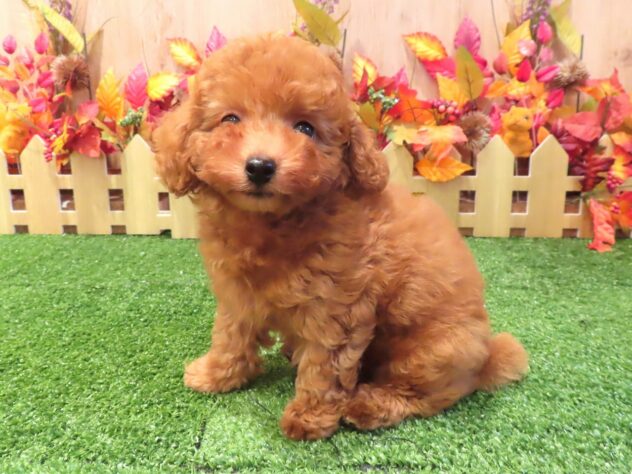 兵庫県のトイプードル(トイ) (アミーゴ伊丹店/2026年7月27日生まれ/男の子/レッドフォーン)の子犬の2枚目の画像