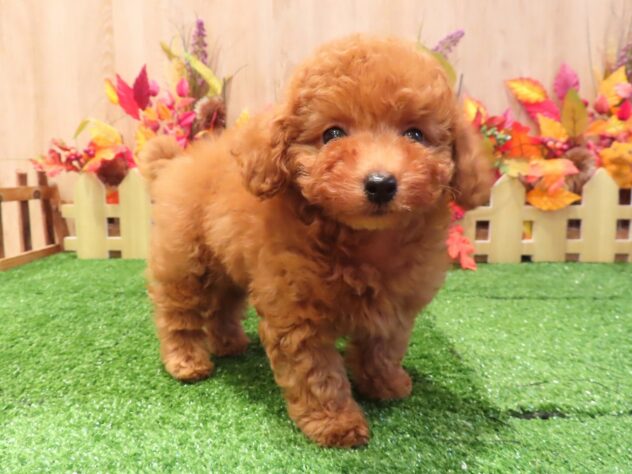 兵庫県のトイプードル(トイ) (アミーゴ伊丹店/2026年7月27日生まれ/男の子/レッドフォーン)の子犬の4枚目の画像