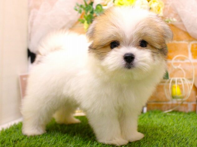 兵庫県のハーフ犬・ミックス犬 (ペット・プラザ アミーゴ三田店/2026年7月22日生まれ/男の子/パーティーカラー)の子犬の2枚目の画像
