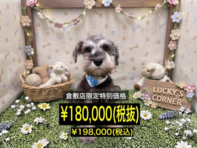 岡山県のミニチュアシュナウザー (アミーゴ倉敷店/2026年6月17日生まれ/男の子/ソルトペッパー)の子犬