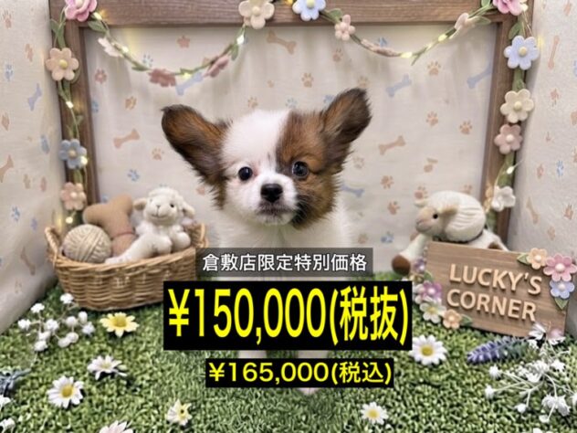 岡山県のパピヨン (アミーゴ倉敷店/2026年6月29日生まれ/女の子/ホワイトセーブル)の子犬