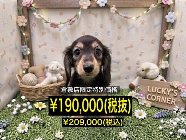 岡山県のミニチュアダックスフンド(ロング) (アミーゴ倉敷店/2026年7月20日生まれ/女の子/ブラックタン)の子犬