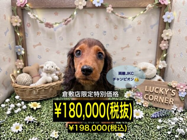 岡山県のミニチュアダックスフンド(ロング) (アミーゴ倉敷店/2026年7月10日生まれ/男の子/レッド)の子犬
