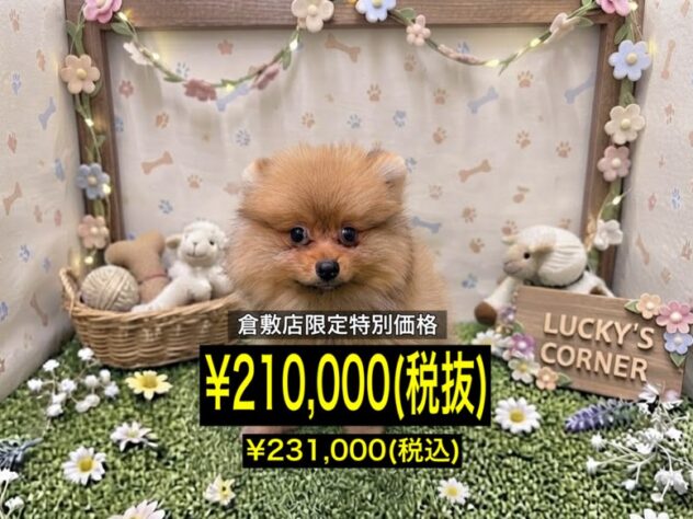 岡山県のポメラニアン (アミーゴ倉敷店/2026年7月15日生まれ/女の子/オレンジ)の子犬