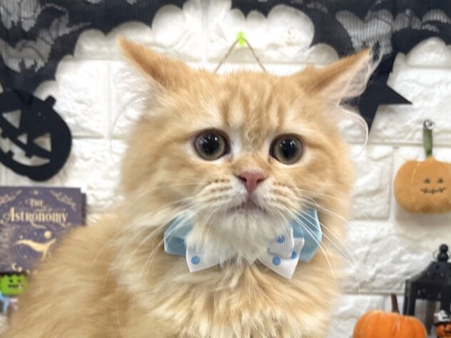 兵庫県のラガマフィン (ワンキャラット アミーゴ姫路花田店/2026年5月10日生まれ/男の子/レッドマッカレルタビー)の子猫の1枚目の画像