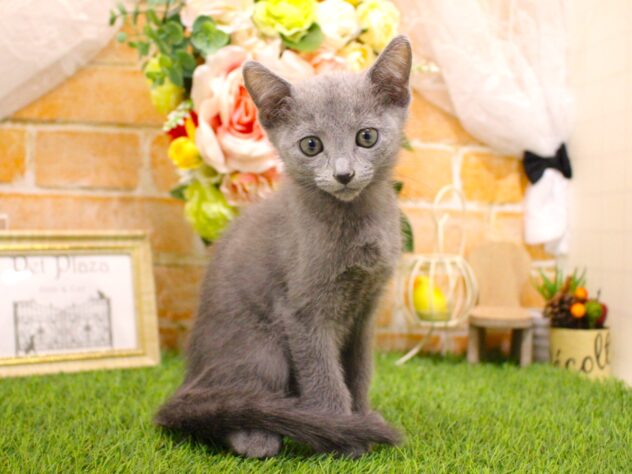 兵庫県のロシアンブルー (ペット・プラザ アミーゴ三田店/2026年7月21日生まれ/男の子/ブルー)の子猫の3枚目の画像
