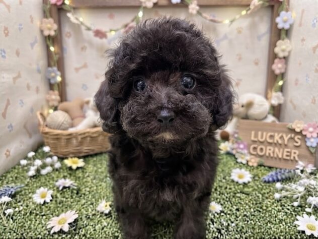 岡山県のトイプードル(トイ) (アミーゴ倉敷店/2026年7月27日生まれ/男の子/グレー)の子犬