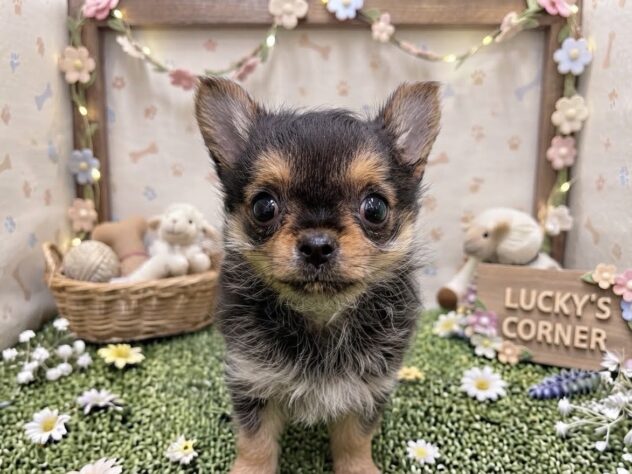 岡山県のハーフ犬・ミックス犬 (アミーゴ倉敷店/2026年7月27日生まれ/女の子/スチールブルータン)の子犬