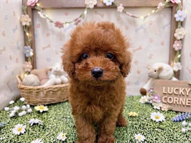 岡山県のトイプードル(トイ) (アミーゴ倉敷店/2026年7月25日生まれ/男の子/レッドフォーン)の子犬