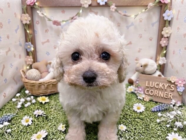 岡山県のトイプードル(トイ) (アミーゴ倉敷店/2026年7月27日生まれ/女の子/クリーム)の子犬