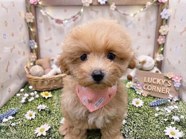 岡山県のハーフ犬・ミックス犬 (アミーゴ倉敷店/2026年7月23日生まれ/女の子/クリーム)の子犬