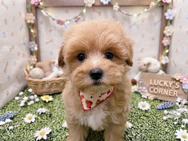 岡山県のハーフ犬・ミックス犬 (アミーゴ倉敷店/2026年7月23日生まれ/女の子/クリーム)の子犬
