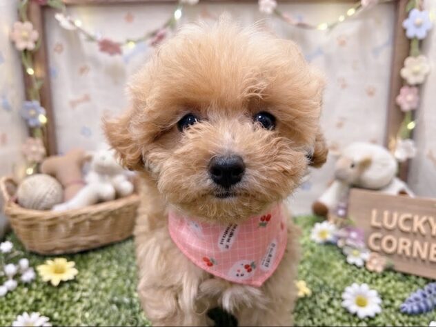 岡山県のハーフ犬・ミックス犬 (アミーゴ倉敷店/2026年7月23日生まれ/女の子/クリーム)の子犬