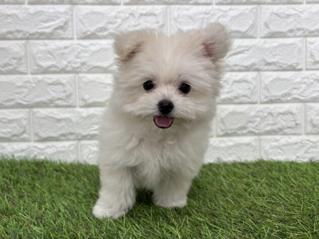 新潟県のハーフ犬・ミックス犬 (アミーゴ新潟小新店/2026年6月23日生まれ/女の子/クリーム)の子犬の2枚目の画像