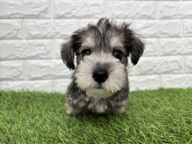 新潟県のハーフ犬・ミックス犬 (アミーゴ新潟小新店/2026年7月23日生まれ/男の子/ソルトペッパー)の子犬の3枚目の画像