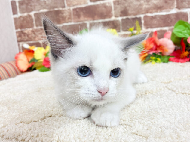 広島県のラグドール (アミーゴ西条店/2026年7月11日生まれ/女の子/ブルーポイントバイカラー)の子猫