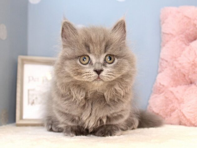 兵庫県のマンチカン (ペット・プラザ アミーゴつかしん店/2026年6月12日生まれ/男の子/ブルー)の子猫の2枚目の画像