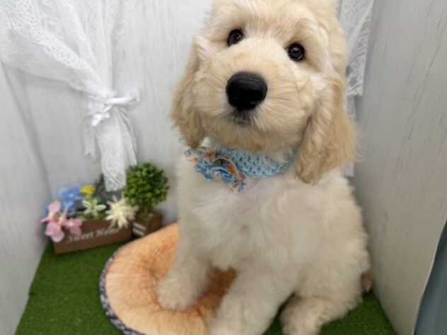 香川県のハーフ犬・ミックス犬 (ワンキャラット アミーゴ高松店/2026年6月13日生まれ/男の子/ゴールデン)の子犬の3枚目の画像
