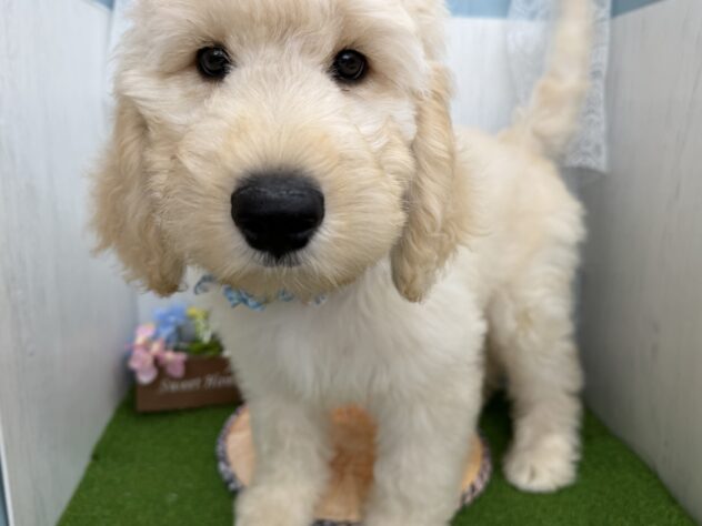 香川県のハーフ犬・ミックス犬 (ワンキャラット アミーゴ高松店/2026年6月13日生まれ/男の子/ゴールデン)の子犬の2枚目の画像