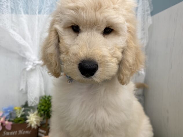 香川県のハーフ犬・ミックス犬 (ワンキャラット アミーゴ高松店/2026年6月13日生まれ/男の子/ゴールデン)の子犬の1枚目の画像