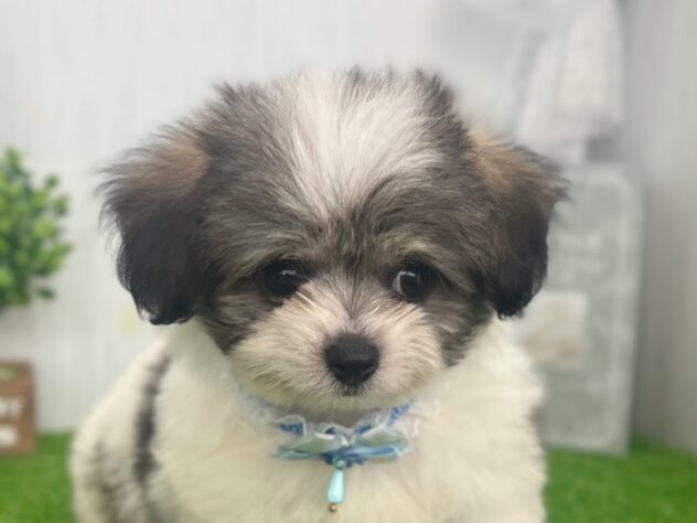 香川県のハーフ犬・ミックス犬 (ワンキャラット アミーゴ高松店/2026年7月12日生まれ/男の子/フォーン)の子犬の1枚目の画像