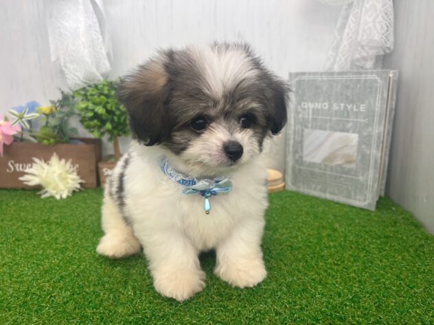 香川県のハーフ犬・ミックス犬 (ワンキャラット アミーゴ高松店/2026年7月12日生まれ/男の子/フォーン)の子犬の2枚目の画像