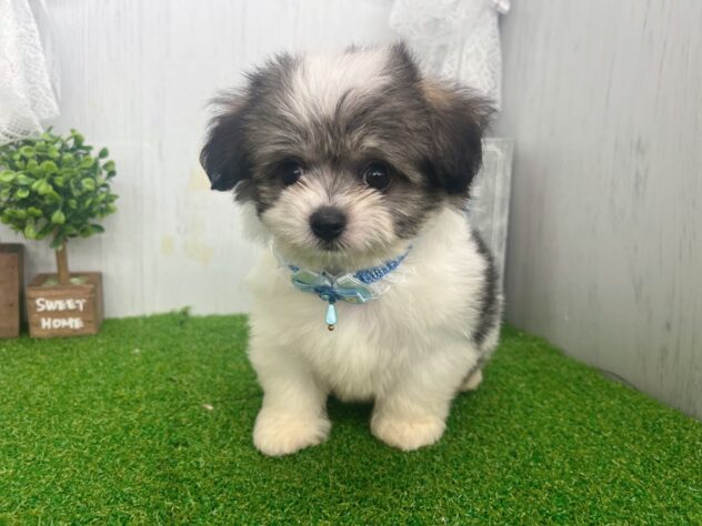 香川県のハーフ犬・ミックス犬 (ワンキャラット アミーゴ高松店/2026年7月12日生まれ/男の子/フォーン)の子犬の3枚目の画像