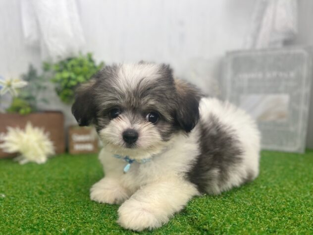香川県のハーフ犬・ミックス犬 (ワンキャラット アミーゴ高松店/2026年7月12日生まれ/男の子/フォーン)の子犬の4枚目の画像