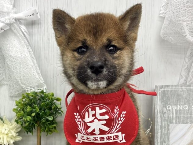 香川県の柴犬(標準サイズ) (ワンキャラット アミーゴ高松店/2026年7月21日生まれ/男の子/胡麻)の子犬の1枚目の画像