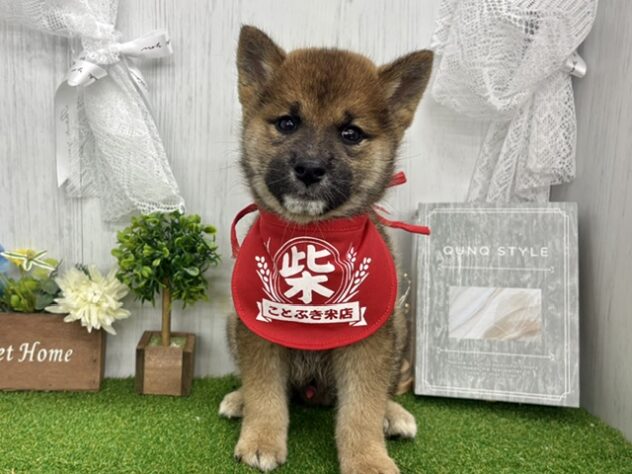 香川県の柴犬(標準サイズ) (ワンキャラット アミーゴ高松店/2026年7月21日生まれ/男の子/胡麻)の子犬の2枚目の画像