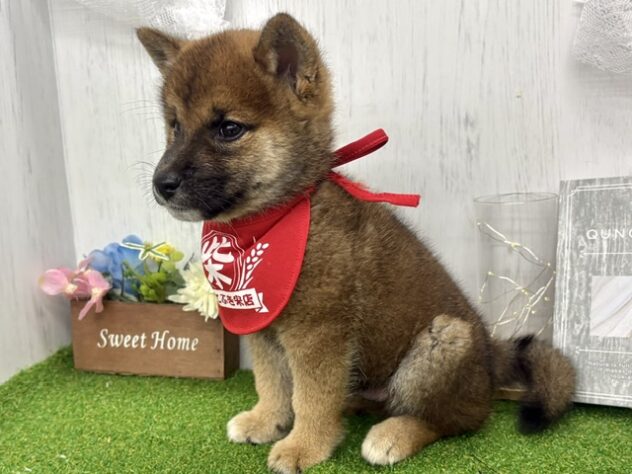 香川県の柴犬(標準サイズ) (ワンキャラット アミーゴ高松店/2026年7月21日生まれ/男の子/胡麻)の子犬の3枚目の画像