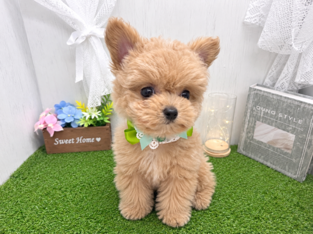 香川県のハーフ犬・ミックス犬 (ワンキャラット アミーゴ高松店/2026年7月21日生まれ/男の子/アプリコット)の子犬の3枚目の画像