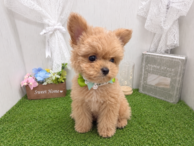 香川県のハーフ犬・ミックス犬 (ワンキャラット アミーゴ高松店/2026年7月21日生まれ/男の子/アプリコット)の子犬の2枚目の画像
