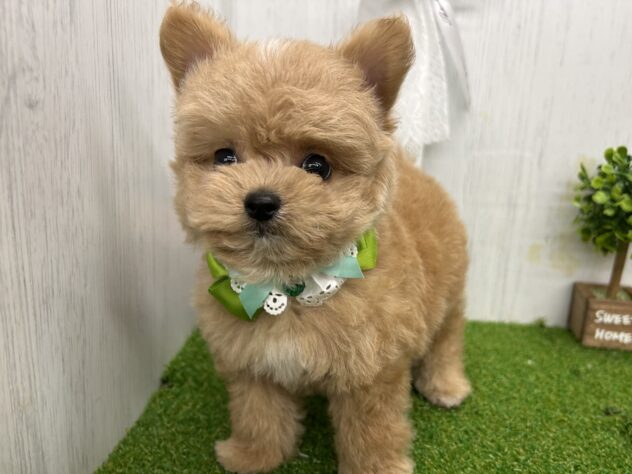 香川県のハーフ犬・ミックス犬 (ワンキャラット アミーゴ高松店/2026年7月21日生まれ/男の子/アプリコット)の子犬の1枚目の画像