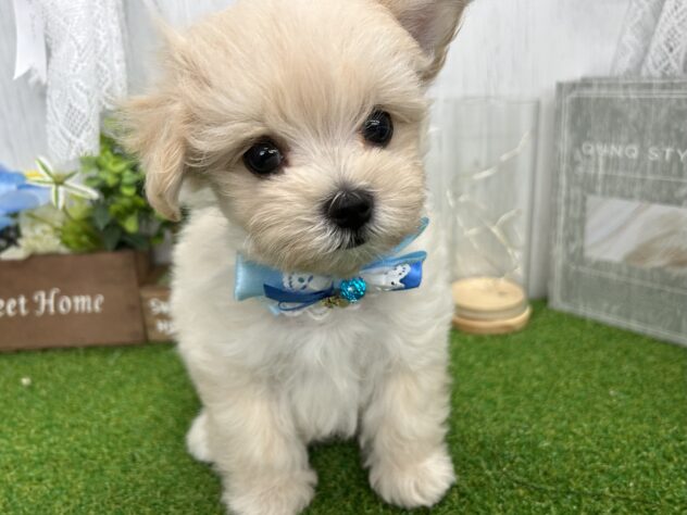 香川県のハーフ犬・ミックス犬 (ワンキャラット アミーゴ高松店/2026年7月14日生まれ/男の子/クリーム)の子犬の1枚目の画像