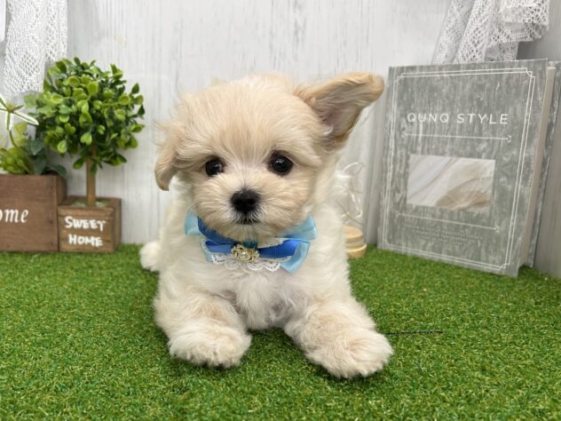 香川県のハーフ犬・ミックス犬 (ワンキャラット アミーゴ高松店/2026年7月14日生まれ/男の子/クリーム)の子犬の2枚目の画像