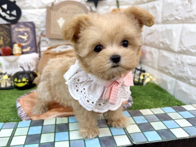 兵庫県のハーフ犬・ミックス犬 (ワンキャラット アミーゴ姫路花田店/2026年7月12日生まれ/女の子/アプリコット)の子犬の3枚目の画像