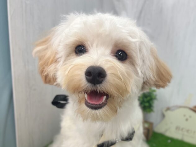 香川県のハーフ犬・ミックス犬 (ワンキャラット アミーゴ高松店/2026年1月19日生まれ/女の子/アプリコット（父：マルチーズ／母：トイ・プードル）)の子犬の1枚目の画像