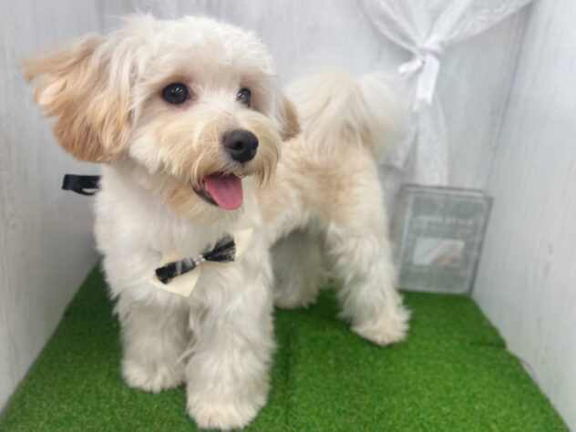 香川県のハーフ犬・ミックス犬 (ワンキャラット アミーゴ高松店/2026年1月19日生まれ/女の子/アプリコット（父：マルチーズ／母：トイ・プードル）)の子犬の3枚目の画像