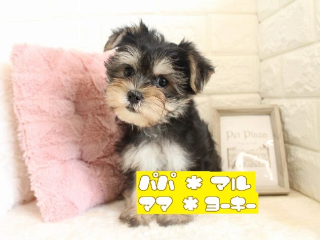 兵庫県のハーフ犬・ミックス犬 (ペット・プラザ アミーゴ神戸灘店/2026年7月12日生まれ/男の子/スチールブルータン)の子犬の1枚目の画像